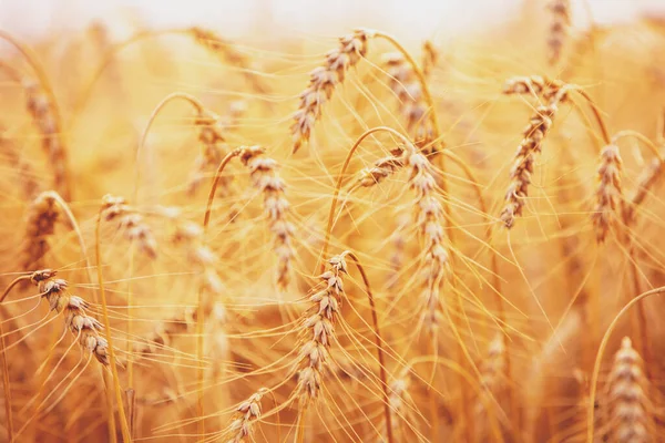Золотое Пшеничное Поле Закате Красивый Фон Природы — стоковое фото