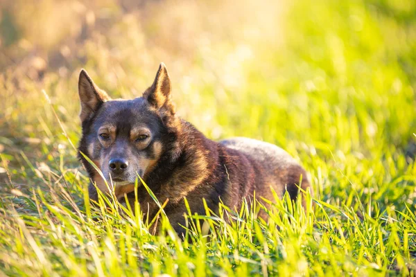 犬は畑の田舎で日没を探しています 犬は草の上に横たわっている — ストック写真