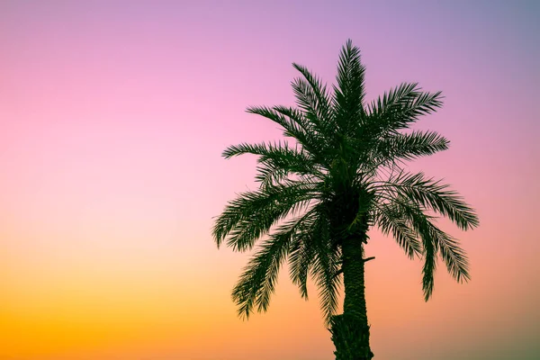 Пальма Против Закатного Неба Силуэт Высокой Пальмы Тропический Вечерний Пейзаж — стоковое фото
