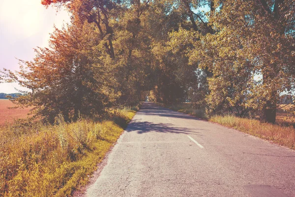 Landweg Een Zonnige Herfstdag Natuurlijk Landschap Bomen Groeien Langs Weg — Stockfoto