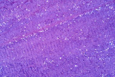 Toprak dokusu arka planı. Baharın başında sürülmüş tarla. Mor arazi yüzeyi. Mor eklem tonu