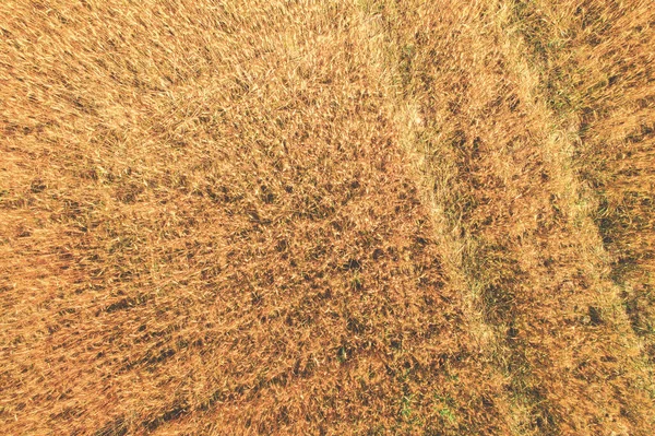 Aerial Top View Golden Wheat Field Rural Nature Background — Stock Photo, Image