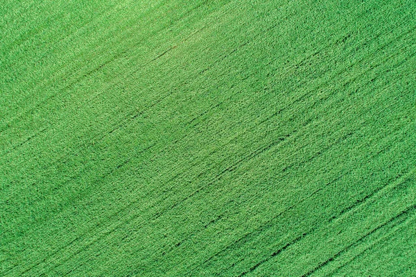 Grüner Rasen Hintergrund Natur Hintergrund Grünes Gras Frühlingshafter Rasenteppich Ansicht — Stockfoto