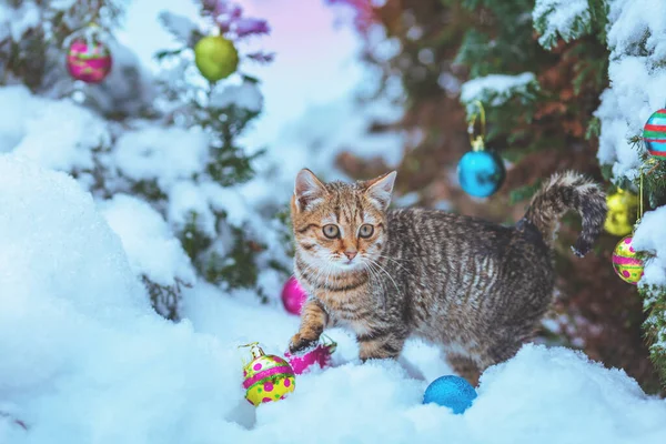 Portret Van Een Klein Grijs Katje Buiten Winter Bij Kerstboom — Stockfoto