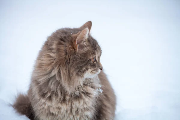 Porträt Einer Sibirischen Katze Die Winter Draußen Schnee Sitzt — Stockfoto