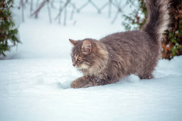 Gato Siberiano Caminha Livre Neve Jardim Inverno — Fotografia de Stock
