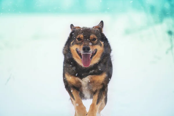 Perro Corriendo Nieve Invierno Campo —  Fotos de Stock