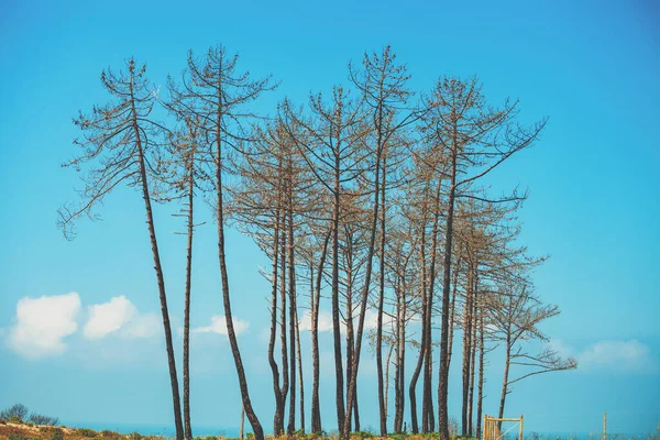 Dead Pine Trees Blue Sky Ecological Problems Portugal — Stock Photo, Image