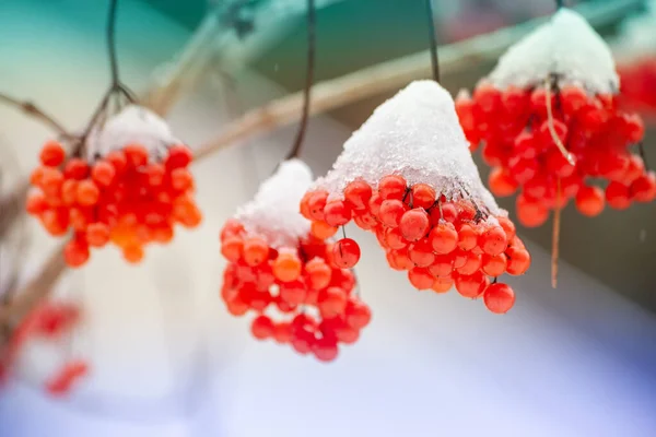 Ramas Con Racimos Serbal Cubiertos Rima Invierno Naturaleza Fondo — Foto de Stock