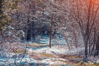Doğa kış arka planı. İlkbaharın başlarında kar ormanı