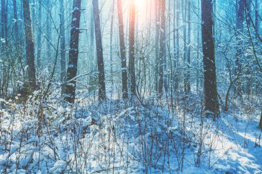 Karlı çam ormanı. Çam ağaçları karla kaplı. Kış doğası. Doğa kış arka planı. Noel arkaplanı.