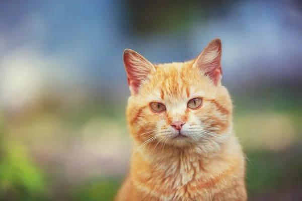 Portrait Red Cat Outdoors Funny Ginger Kitten Walking Yard Summer — Stock Photo, Image
