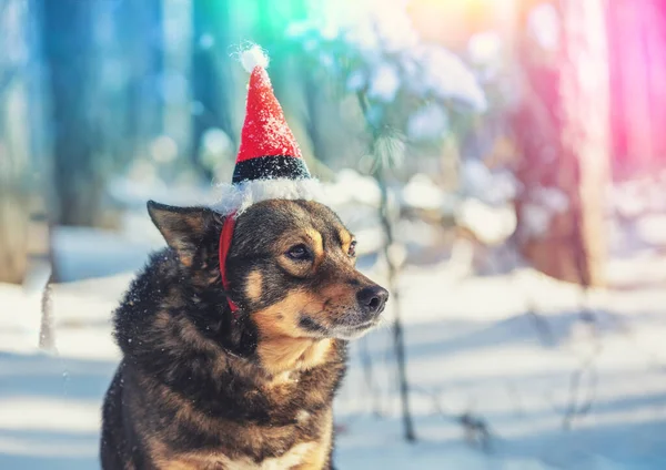 Hund Bär Santa Hatt Utomhus Snöig Skog — Stockfoto