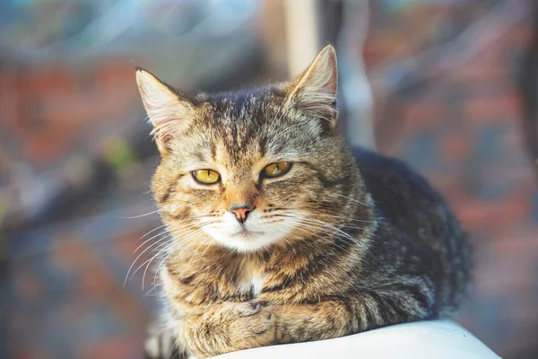 Porträtt Katt Naturen Utomhus Katten Ligger Gården Våren Solig Dag — Stockfoto