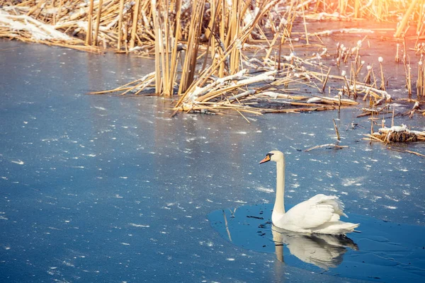 天鹅冬季在冰冷的湖中游泳 — 图库照片