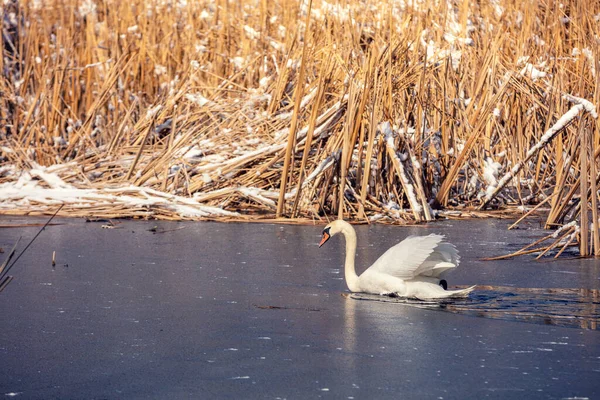 Лебедь Плавает Замерзшем Озере Зимой — стоковое фото