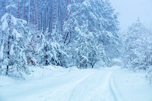 Natur Winter Hintergrund Verschneiter Wald Bäume Die Mit Schnee Bedeckt — Stockfoto