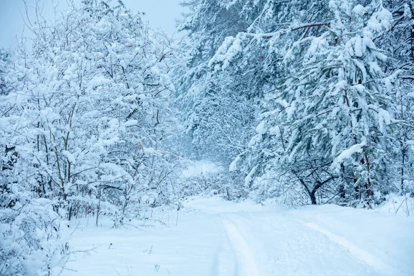 Nature Winter Background Snowy Forest Trees Covered Snow Winter Nature — Stock Photo, Image