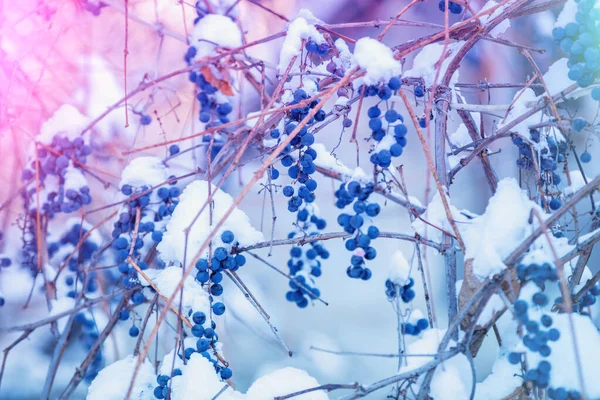 Cubierto Con Uvas Vino Tinto Nieve Vid Invierno Fondo Naturaleza —  Fotos de Stock