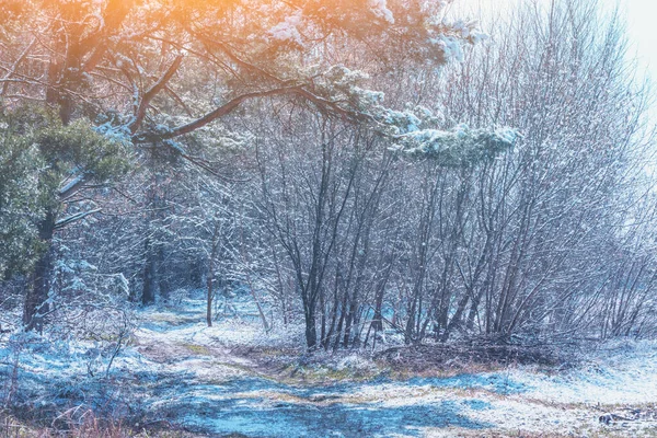 Природа Зимний Фон Снежный Лес Ранней Весной — стоковое фото