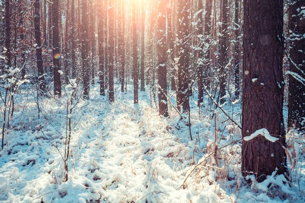 Snowy Pine Forest Pine Trees Covered Snow Winter Nature Nature — Stock Photo, Image