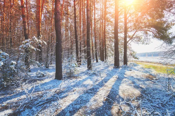 Snowy Pine Forest Pine Trees Covered Snow Winter Nature Nature — Stock Photo, Image