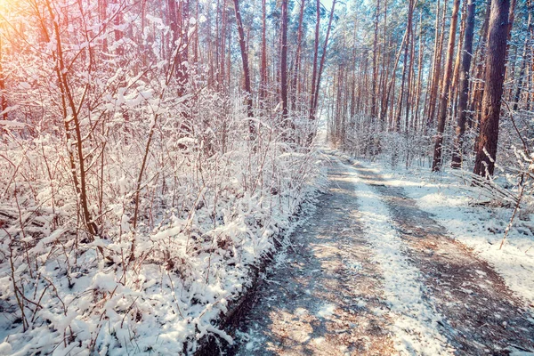 大自然的冬季背景 早春多雪的森林里的泥泞道路 — 图库照片