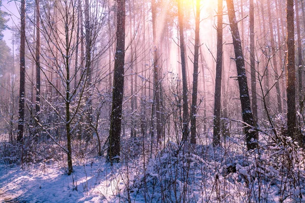 Сніжний Сосновий Ліс Сосни Покриті Снігом Зимова Природа Природа Зимового — стокове фото