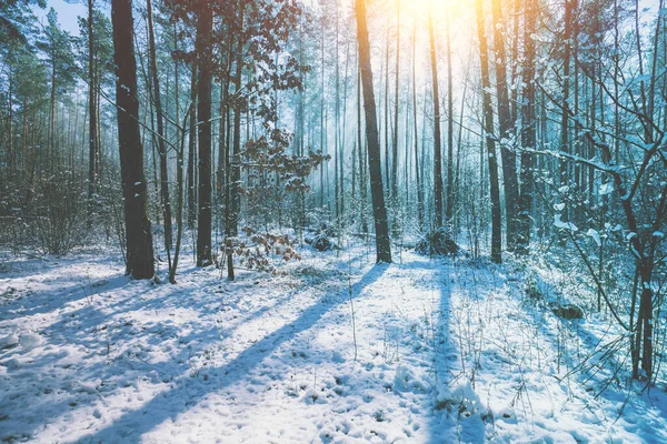 Karlı Çam Ormanı Çam Ağaçları Karla Kaplı Kış Doğası Doğa — Stok fotoğraf