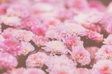 Bahçede çiçek açan kasımpatılar. Doğa Arkaplanı. Gradyan Rengi