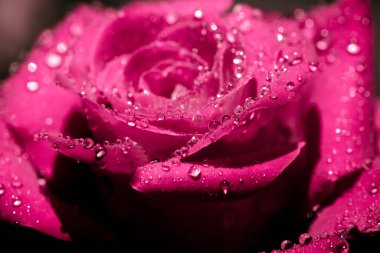 Yağmur damlalarıyla kaplı çiçek açan gül. Yağmurdan sonra tekrar yükseldi. Doğa arkaplanı