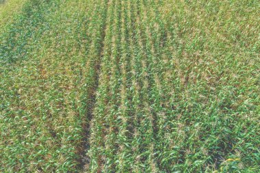 Baharın başında mısır tarlası. Yukarıdan bak. Doğa arkaplanı
