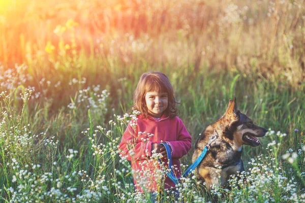 Lycklig Liten Flicka Med Hund Äng Vid Solnedgången — Stockfoto