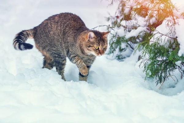 Gato Aire Libre Invierno Gato Gris Caminando Nieve — Foto de Stock