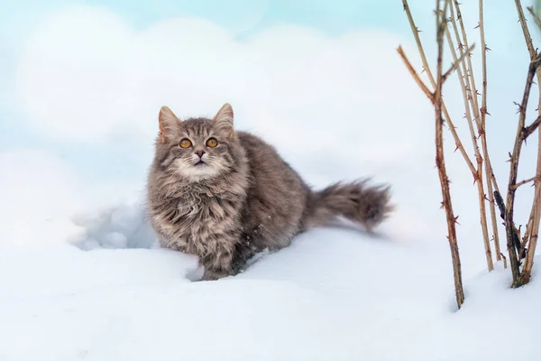 Кошка Улице Зимой Сибирская Серая Кошка Зимой Ходит Снегу — стоковое фото