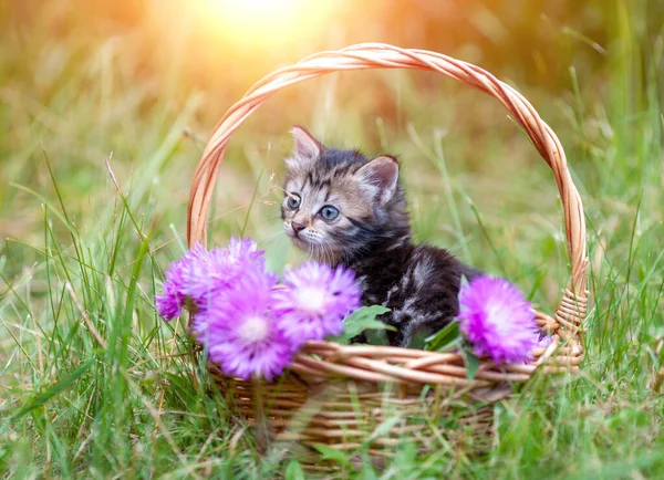 Mały Kotek Siedzi Ogrodzie Koszu Kwiatami — Zdjęcie stockowe