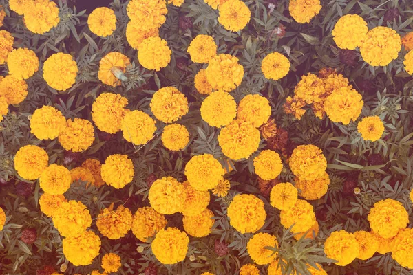 Floraison Fleurs Tagetes Dans Jardin Contexte Naturel — Photo