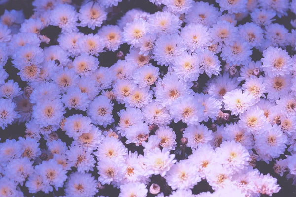 Chrysanthèmes Fleurs Dans Jardin Nature Contexte Couleur Dégradé — Photo