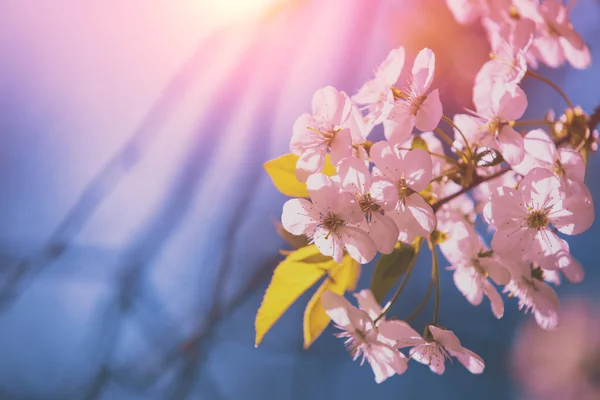 Huerto Floreciente Ramas Con Flores Cerezo Día Soleado Primavera —  Fotos de Stock