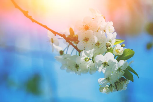 Huerto Floreciente Ramas Con Flores Cerezo Día Soleado Primavera —  Fotos de Stock