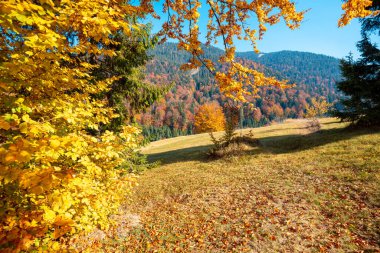 Dağlarda sonbahar. Sonbaharda dağların manzarası. Güzel doğa manzarası. Karpat Dağları. Synevyr Geçidi, Zakarpattia Oblastı, Ukrayna