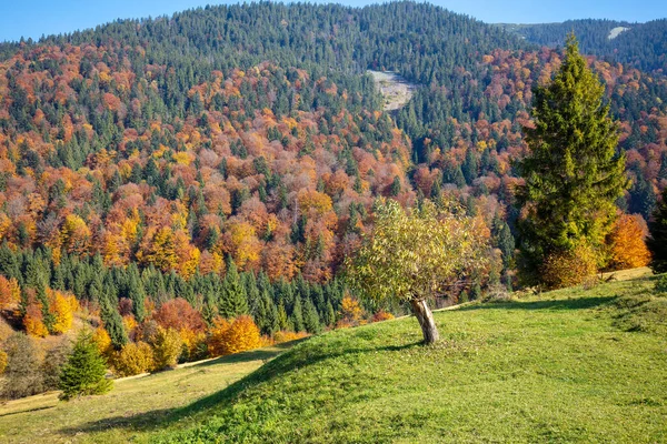 Autumn in the mountains. View of the mountains in autumn. Beautiful nature landscape. Carpathian mountains. Synevyr Pass, Zakarpattia Oblast, Ukraine