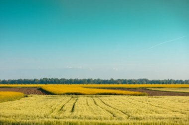 Güneşli bir günde taze buğday ve çiçek açan kolza tohumu ile tarlayı görmek. Tarım arazisi, kırsal alan.