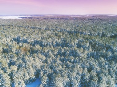 Kışın çam karlı orman. Karla kaplı ağaçlar. Hava görüntüsü. Doğa arkaplanı