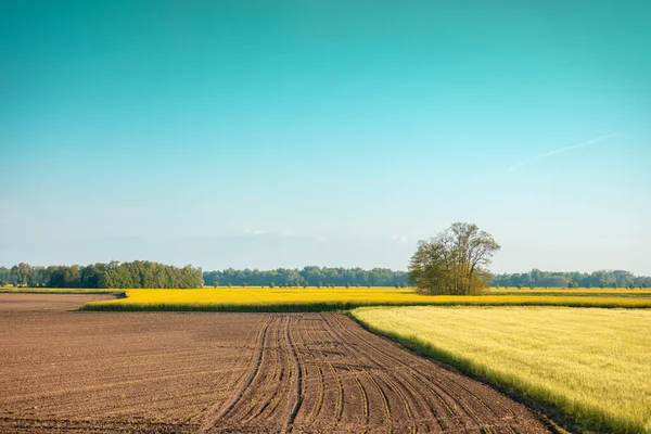 View Field Young Wheat Blossoming Rapeseed Sunny Day Farmland Rural — Stock Photo, Image