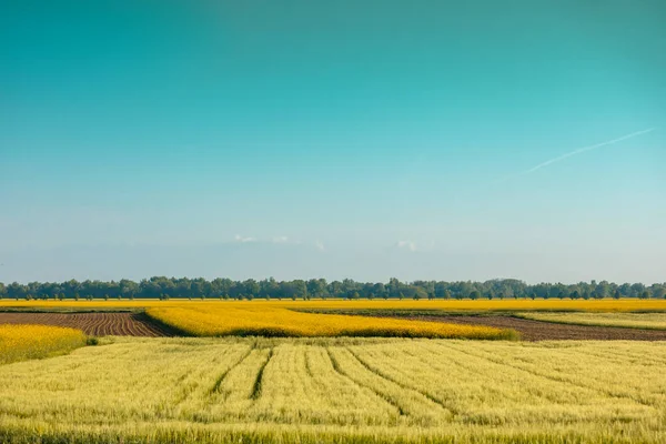 View Field Young Wheat Blossoming Rapeseed Sunny Day Farmland Rural — Stock Photo, Image
