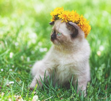 Küçük kedi yavrusu taçlandırılmış karahindiba çiçeği şapkası. Kedi yavrusu çimlerin üzerinde oturur.