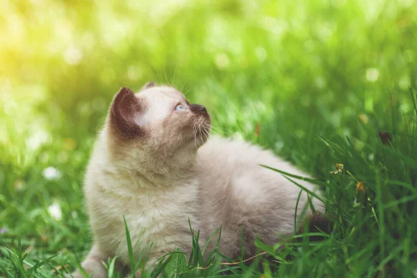 Lindo Gatito Tendido Hierba Jardín Verano — Foto de Stock