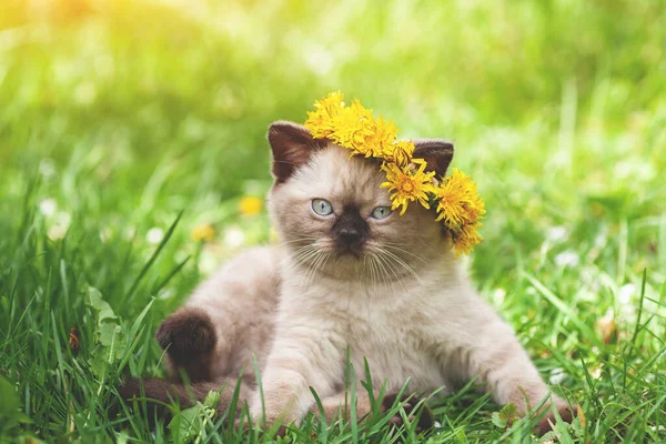 Little Kitten Crowned Dandelion Flower Chaplet Kitten Sits Grass — Stock Photo, Image