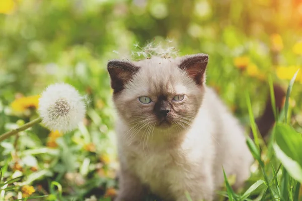 有大蒲公英和种子的小猫 春天的时候 小猫坐在草地上 — 图库照片